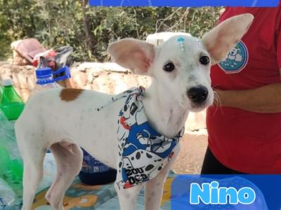 Nino